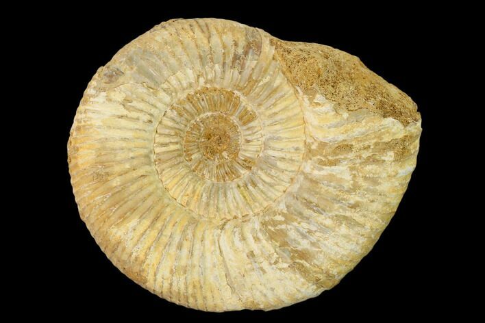 Jurassic Ammonite (Perisphinctes) Fossil - Madagascar #152779
